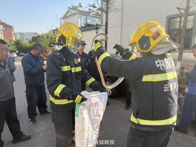 一條菜花蛇鉆進電表箱:電表計量箱